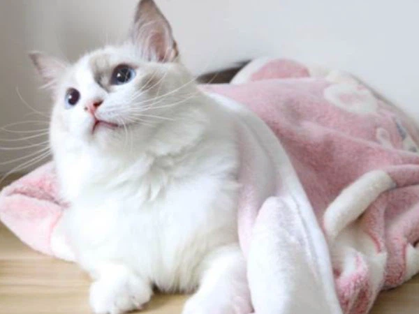 GS-441524 Injection reactions | Shaanxi BLOOM Tech Co., Ltd GS-441524 Injection reactions | Shaanxi BLOOM Tech Co., Ltd