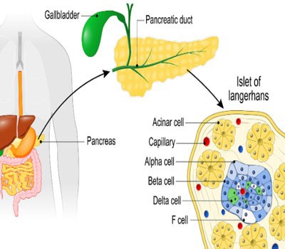 Bioglutide NA-931 Buy | Shaanxi BLOOM Tech Co., Ltd Bioglutide NA-931 Buy | Shaanxi BLOOM Tech Co., Ltd