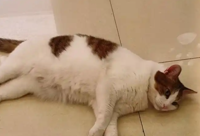 GS-441524 Transforming A Fatal Diagnosis Into A Treatable Condition | Shaanxi BLOOM Tech Co., Ltd GS-441524 Transforming A Fatal Diagnosis Into A Treatable Condition | Shaanxi BLOOM Tech Co., Ltd