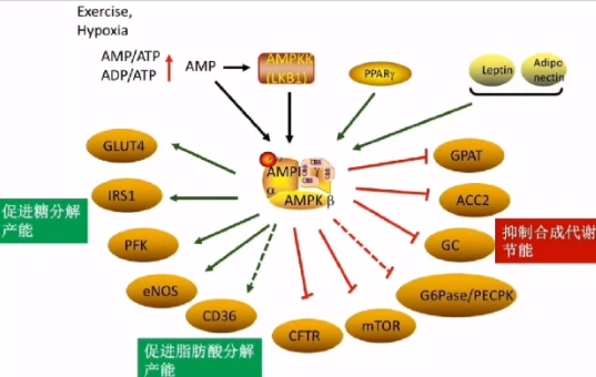 Bioglutide Online | Shaanxi BLOOM Tech Co., Ltd Bioglutide Online | Shaanxi BLOOM Tech Co., Ltd