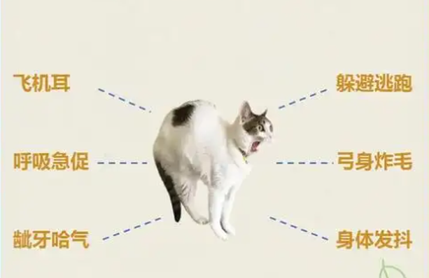 GS-441524 feline | Shaanxi BLOOM Tech Co., Ltd GS-441524 feline | Shaanxi BLOOM Tech Co., Ltd